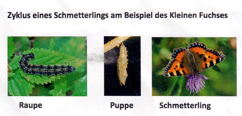 illustriert den Zyklus eines Schmetterlings